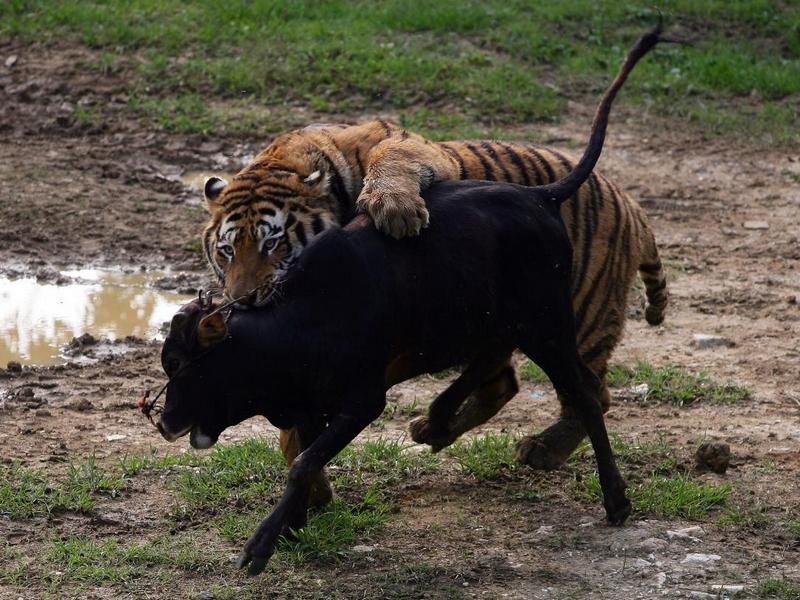 Тигр схватил теленка